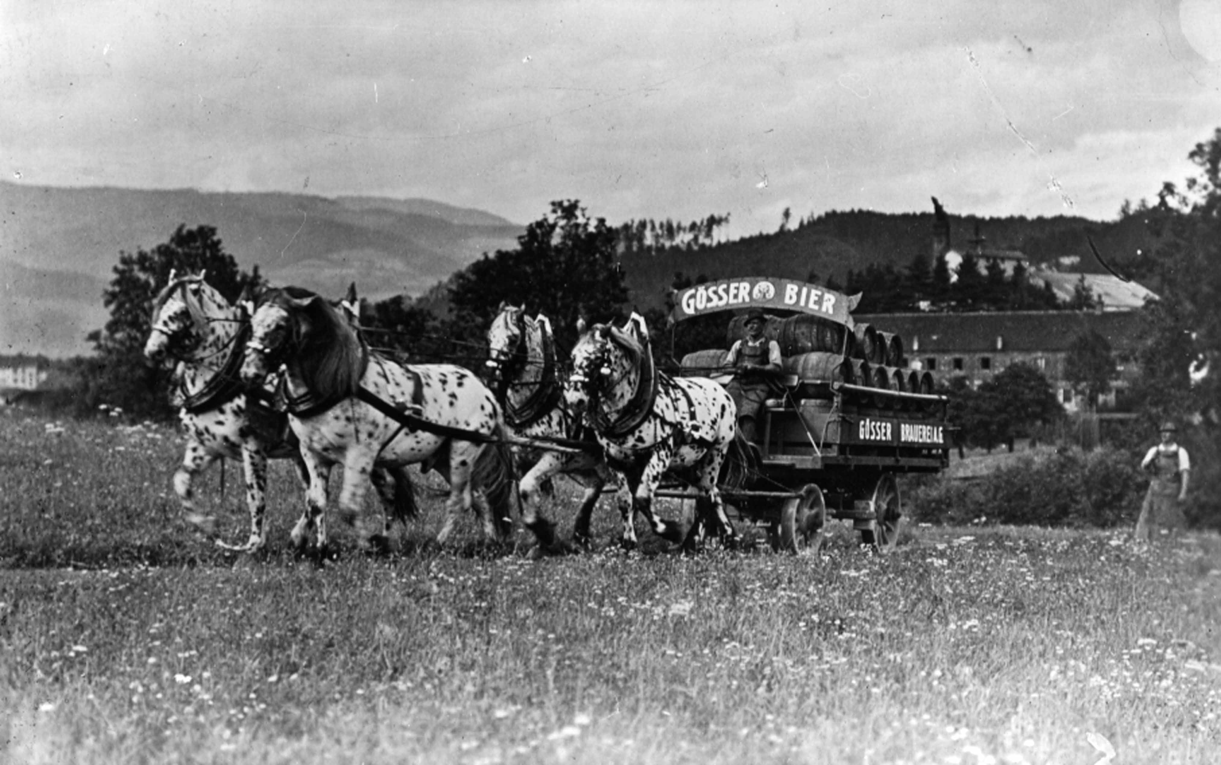 Historic Gösser beer wagon pulled by four dappled horses across a meadow.