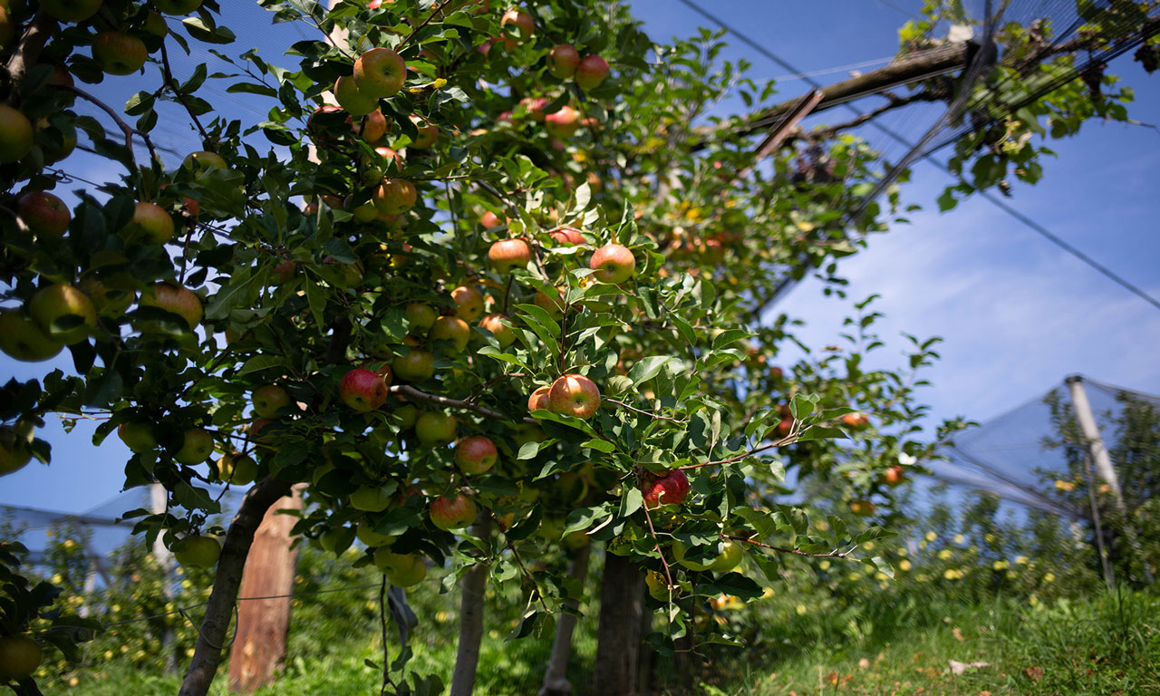 Cider apple tree