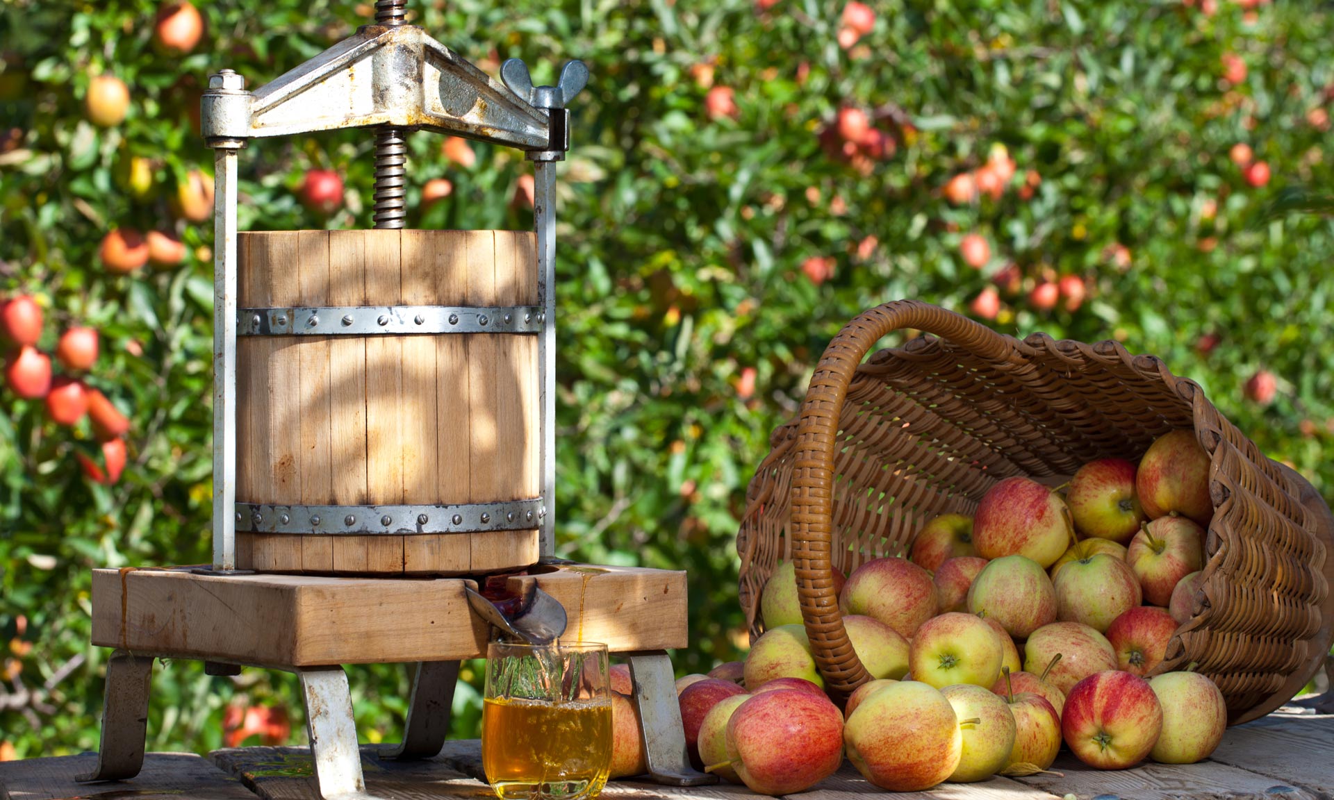 Cider apple press