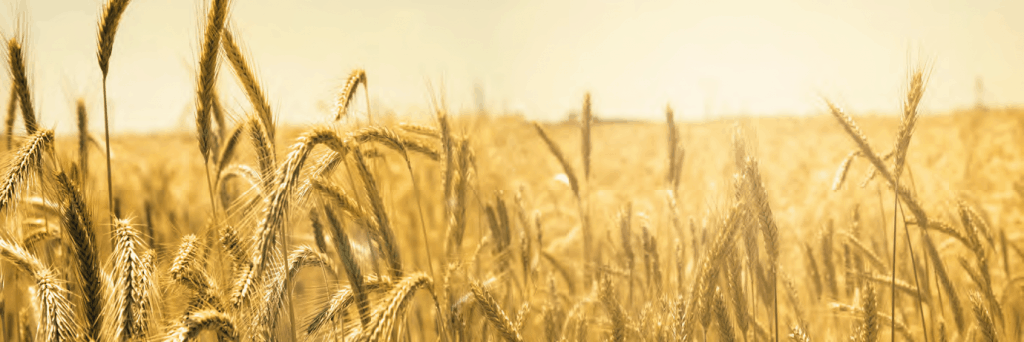 Weizenfeld